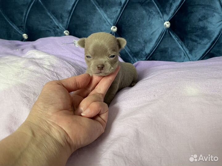 Чихуахуа Лиловые и бело -лиловые