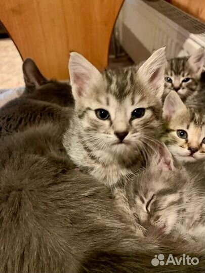 Котята в добрые руки