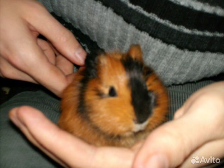 Морские свинки