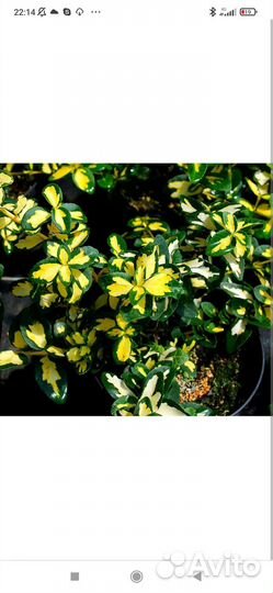 Бересклет форчуна