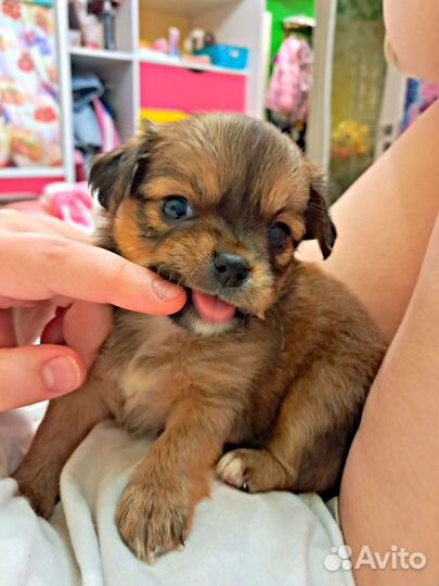 Продаётся девчулька Чихуахуа