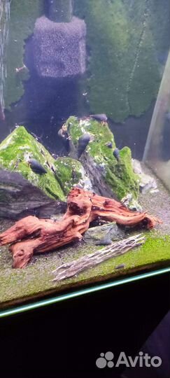 Тиломелания