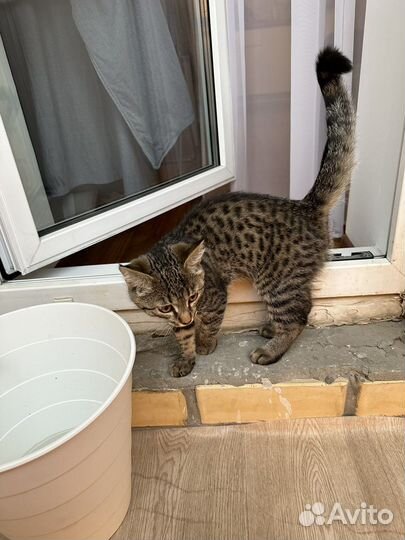 Котенок 5 мес вроде бенгальский