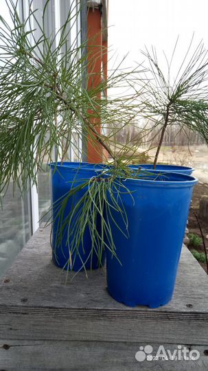 Кедр корейский