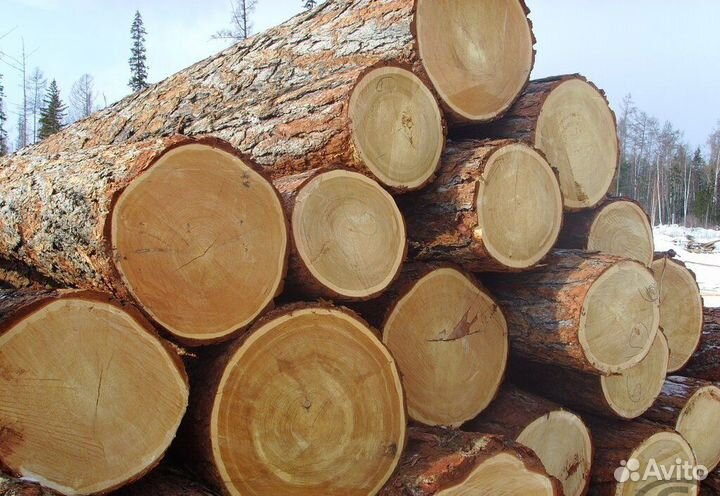 Лес кругляк пиловочник