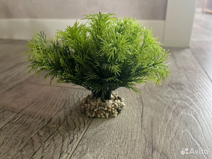 Декоративные растения для аквариума