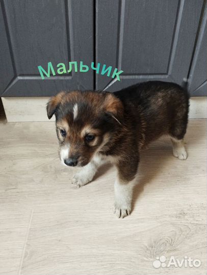 Собаки щенки немецкая овчарка бесплатно