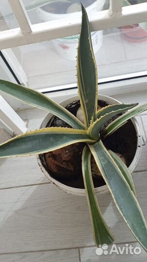 Агава американская