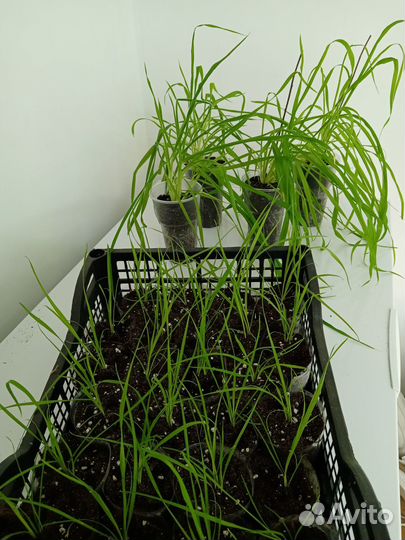 Заячий хвостик