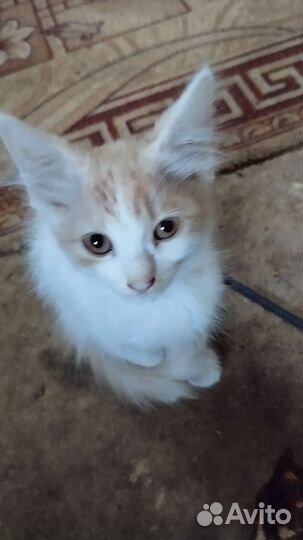 Кошки в добрые руки бесплатно