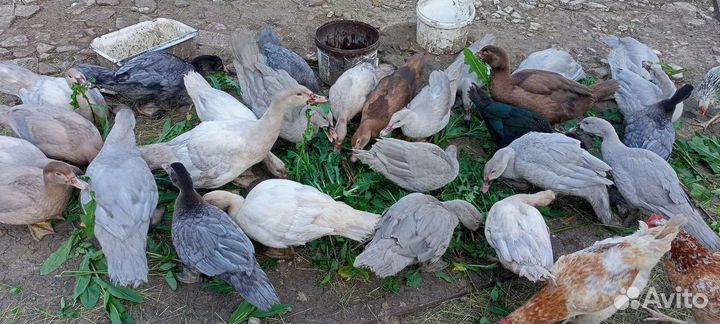 Индоутка мускусная утка