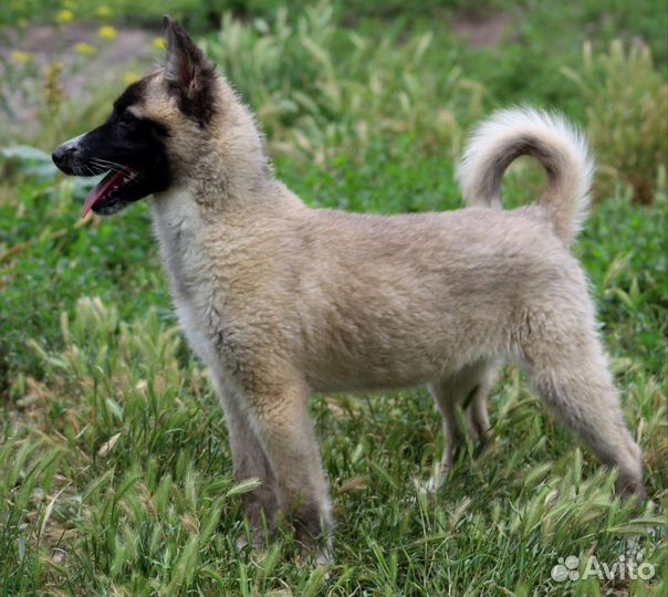 Щенок в добрые руки