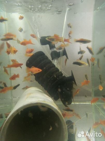 Аквариумные рыбки