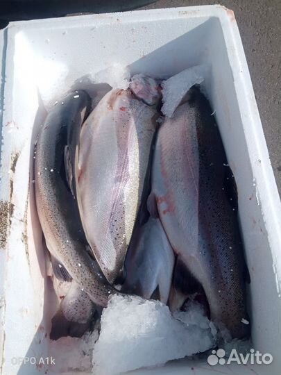 Форель свежая