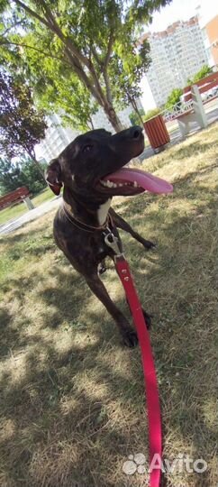 Питбуль прайтер