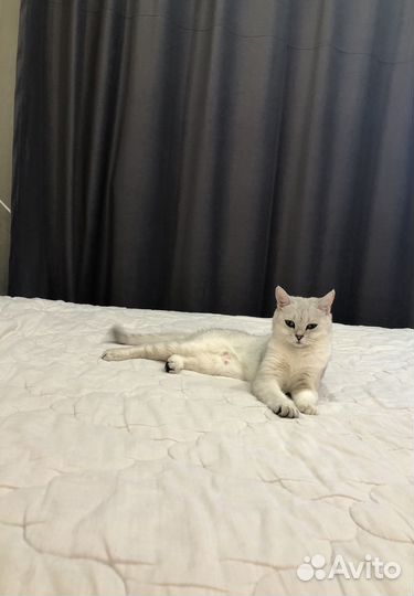 Котята британцы