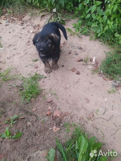 Щенки (помесь)