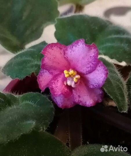 Фиалки на цвету, Спатифиллум Шопена