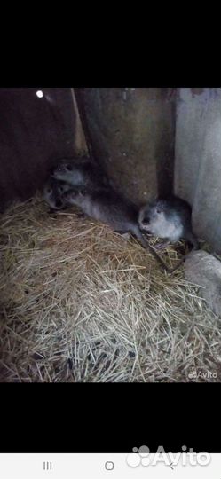 Продам нутрии