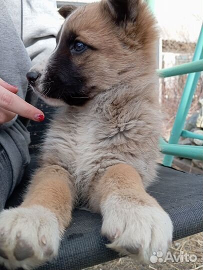 Продам щенков