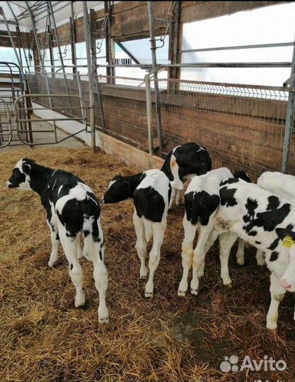Бычки телята