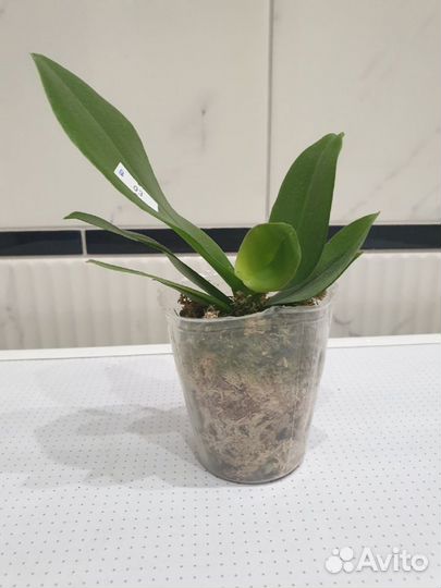 Орхидея бабочкк Hsin Venus (peloric-2 eyes) 2.5