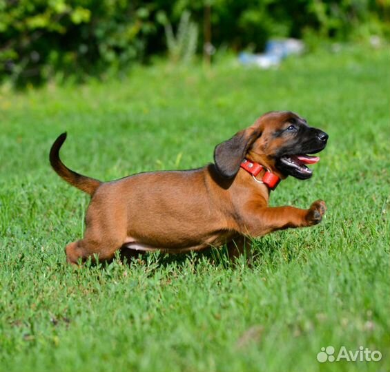 Баварская Горная Гончая щенки