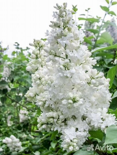 Сирень белая сортовая