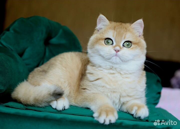 Британский мальчик золотая шиншилла