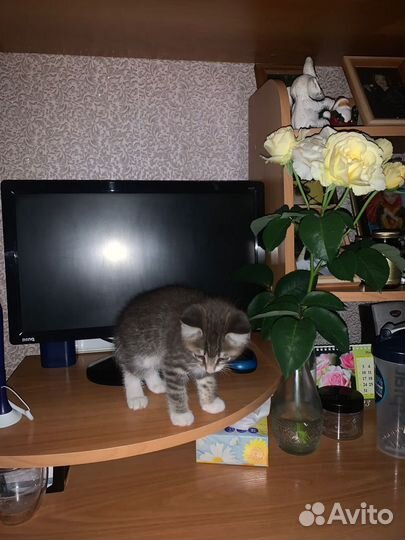 Котенок в хорошие руки