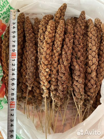 Крупная чумиза в колосках. Урожай 2022 года