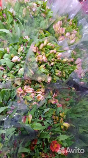 Гербера Альстромерия