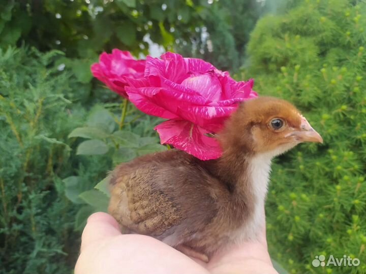 Цыплята породистые и помесные под заказ