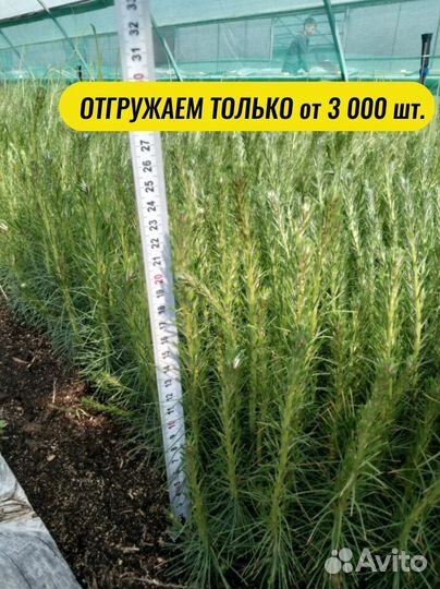 Саженцы ели зкс от производителя