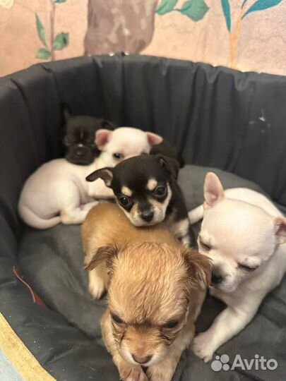 Щенки чихуахуа