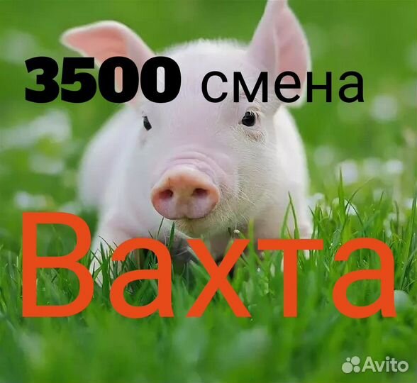 Вахта Работа с проживание