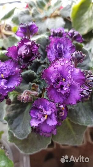 Листики от самых красивых фиалочек