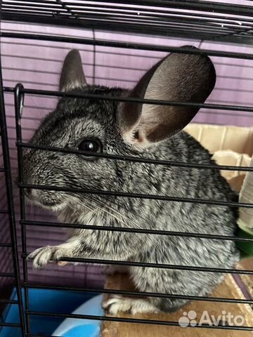 питомник собак г шарыпово. ферма макс_крол. животные шарыпово. заанинский скрещиный с обычной козой. животные зоопарка.