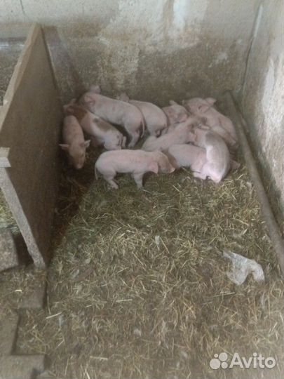 Поросенок ландрас