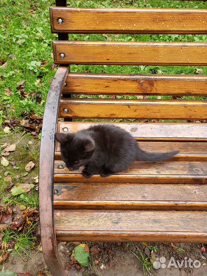 Котенок на улице