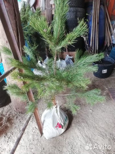 Растения для сада