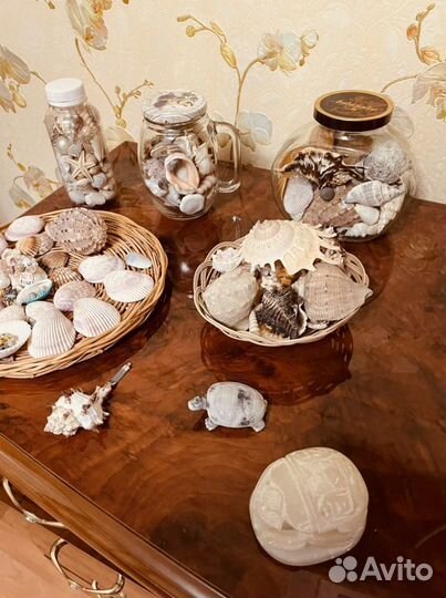 Ракушка морская