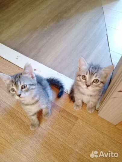 Котята, маленькие друзья