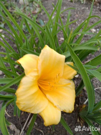 Лилейники сортовые