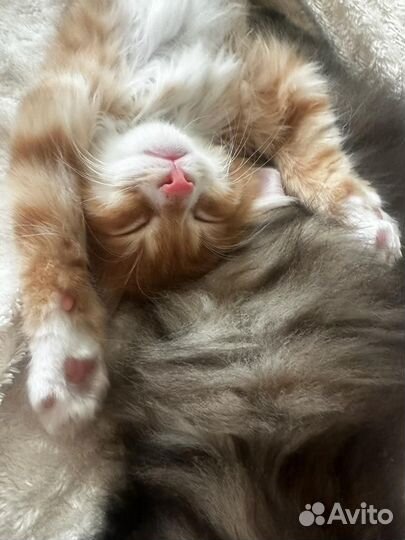 Курильский бобтейл