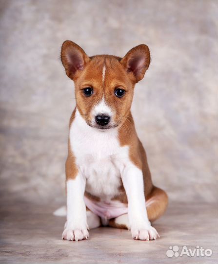 Щенки басенджи