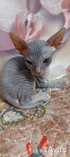 Котята сфинкс