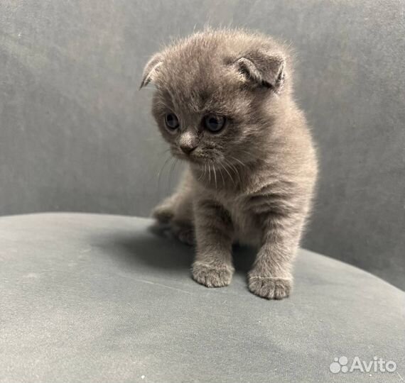 Шотландская вислоухая