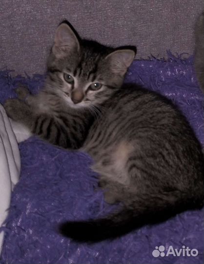 Отдам в добрые руки