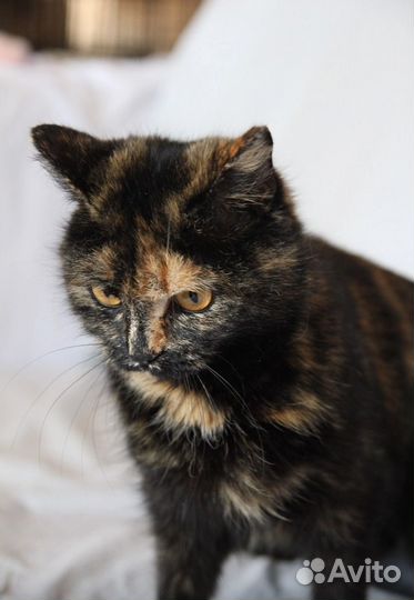 Кошечка ищет дом